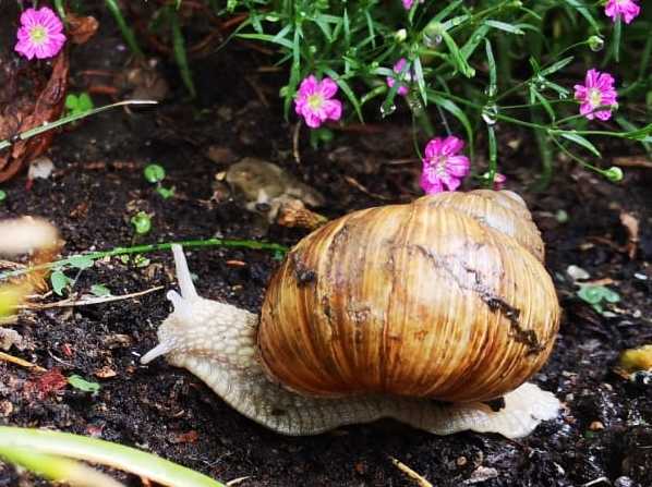 Bild einer Schnecke im Garten